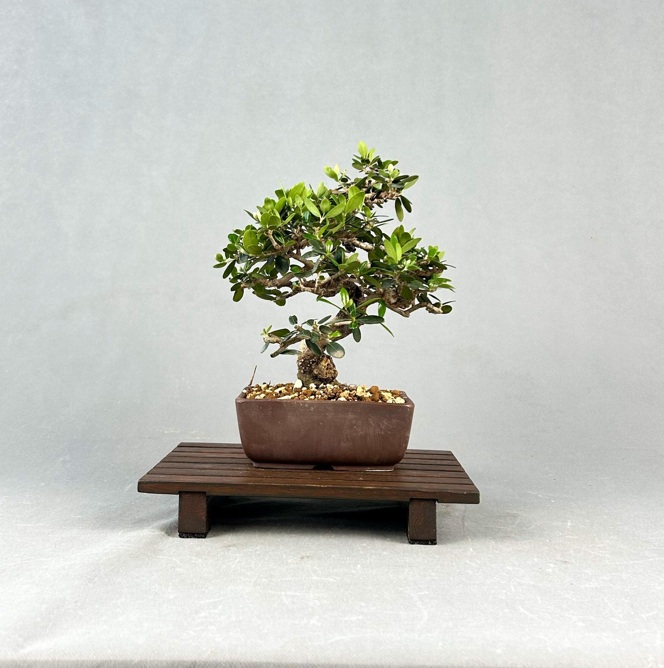 Olivo - Image 2